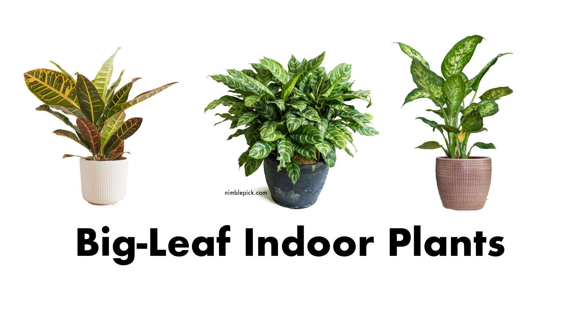 20 best big leaf indoor plants for your home