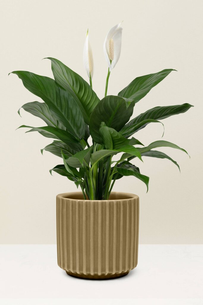 Peace-lily-Plant