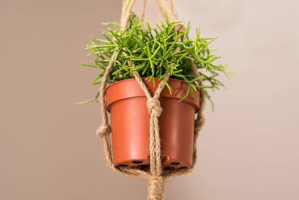 hanging plastic pot indoor plant