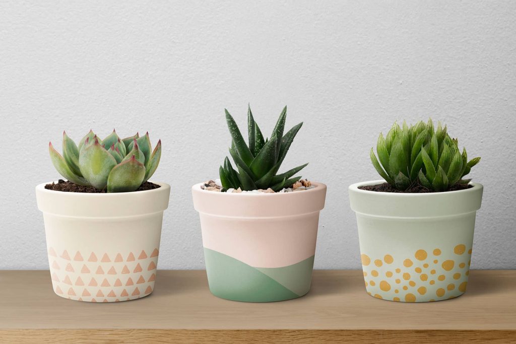 small succulent plants ceramic pots